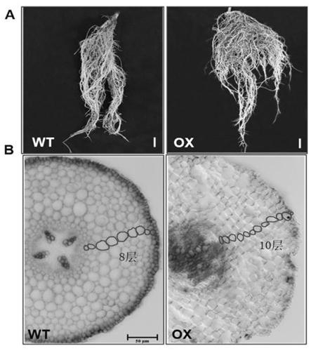 Method for improving formation of root nodules of leguminous plants so as to promote their growth