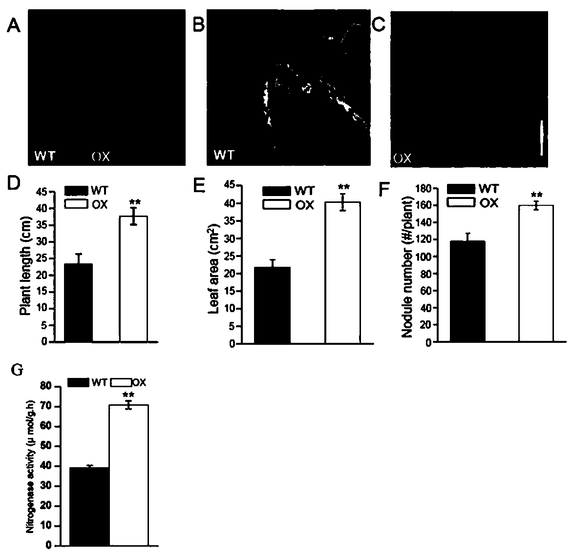 Method for improving formation of root nodules of leguminous plants so as to promote their growth