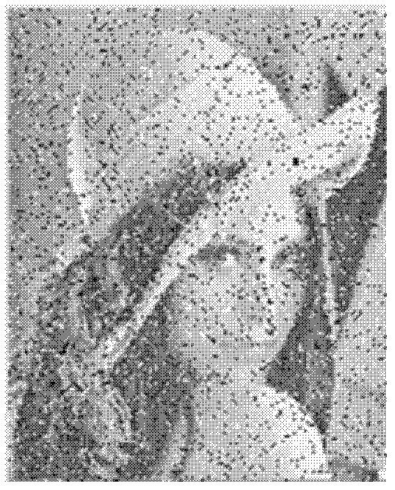 Method for de-noising of balanced morphology filter image optimized by particle swarm