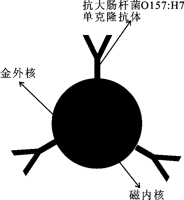 Escherichia coli O157:H7 enrichment and rapid detection method