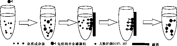 Escherichia coli O157:H7 enrichment and rapid detection method