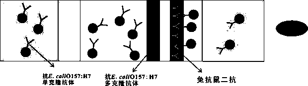 Escherichia coli O157:H7 enrichment and rapid detection method