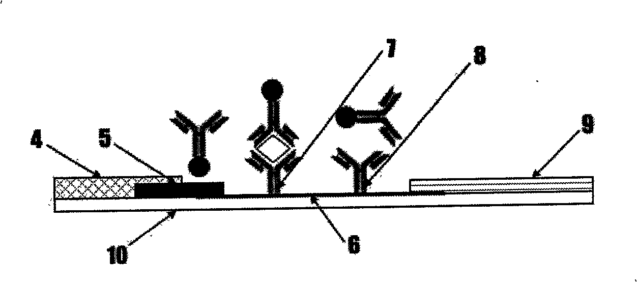 Gold mark reagent kit for detecting angiostrongyliasis cantonensis and preparing method thereof