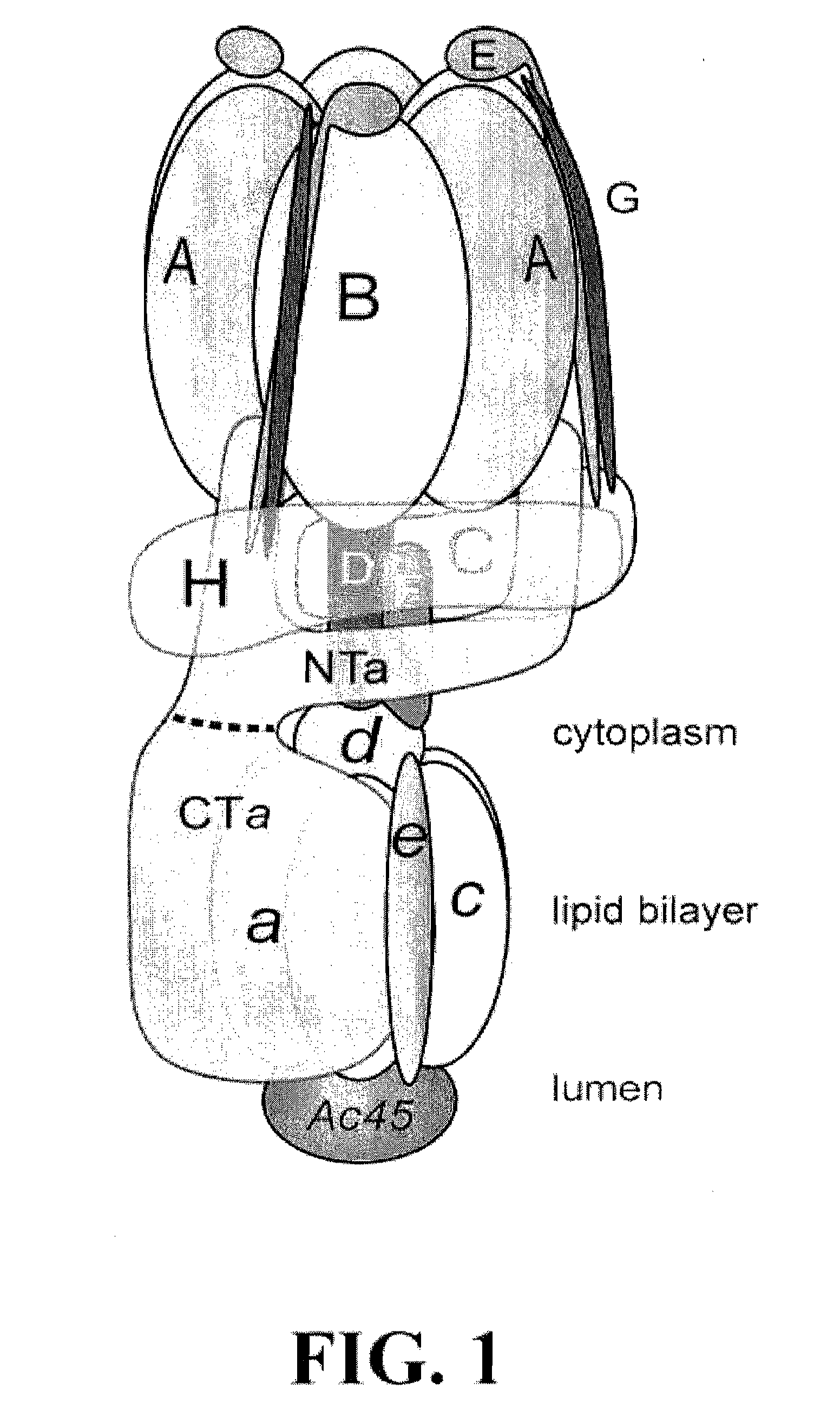 COMPOUNDS, COMPOSITIONS AND TREATMENTS FOR V-ATPase RELATED DISEASES