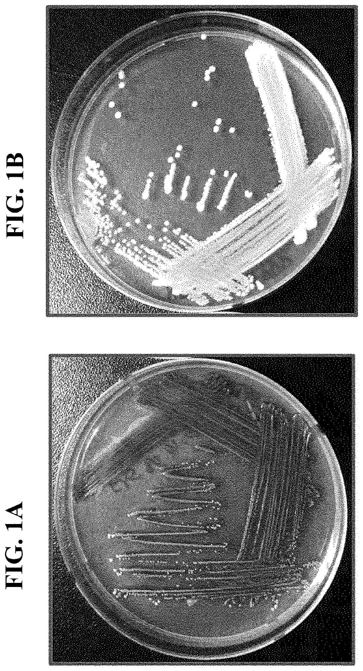 Pharmaceutical composition and healthy food composition with <i>Lactobacillus </i>sp. KCCM 11826P for preventing or treating hyperphosphatemia in chronic kidney disease