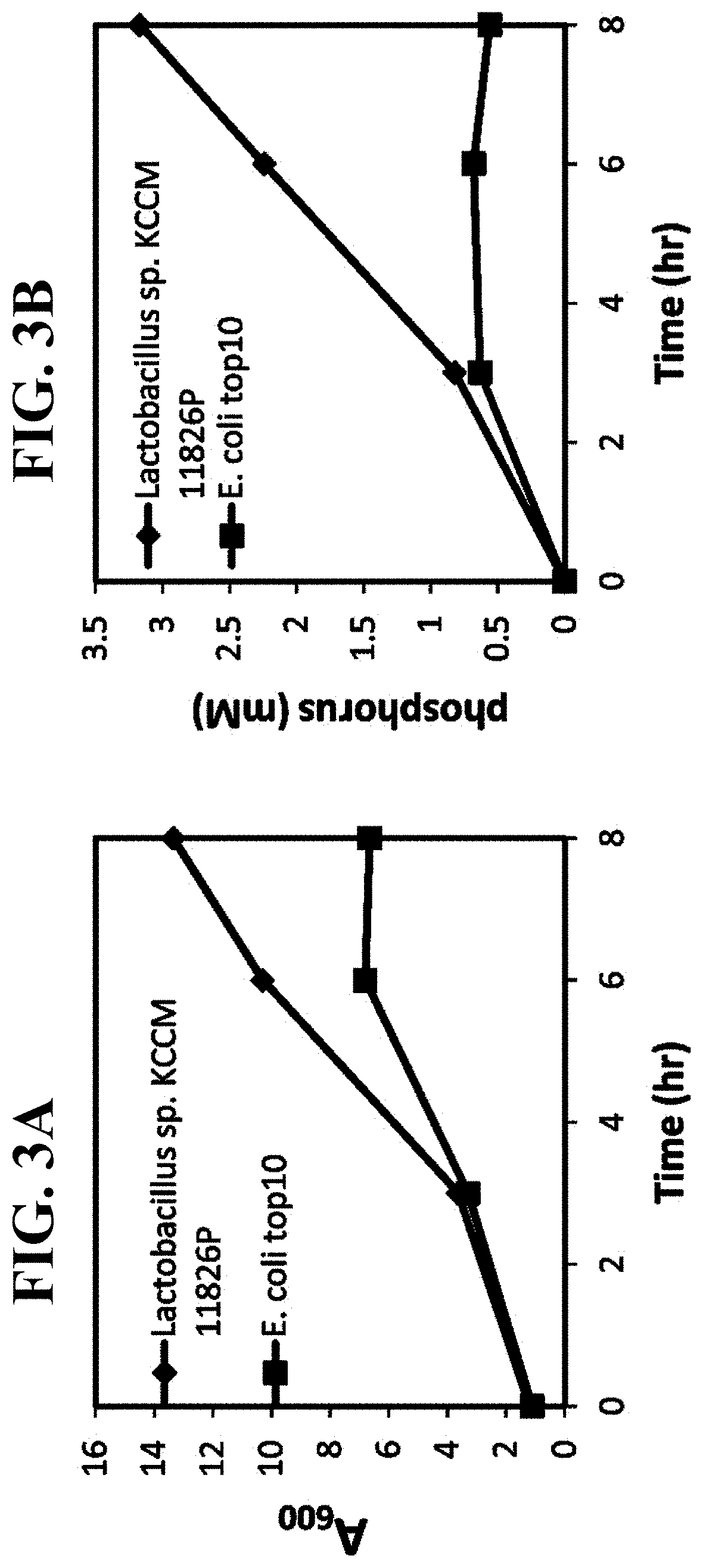 Pharmaceutical composition and healthy food composition with <i>Lactobacillus </i>sp. KCCM 11826P for preventing or treating hyperphosphatemia in chronic kidney disease