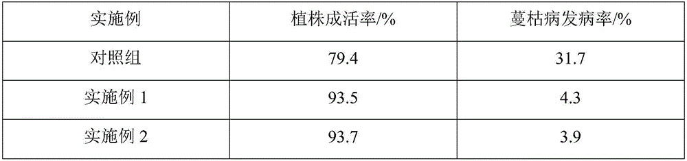 Planting method for preventing and treating muskmelon gummy stem blight