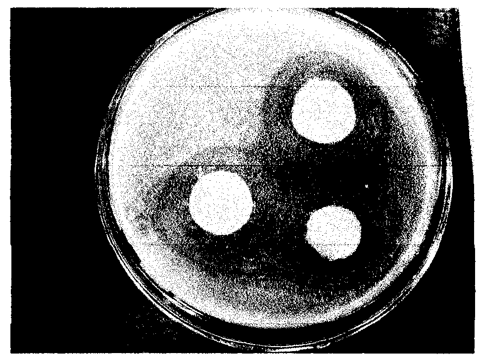 Method for preparing hemostatic sponge by use of sisal cellulose oxide