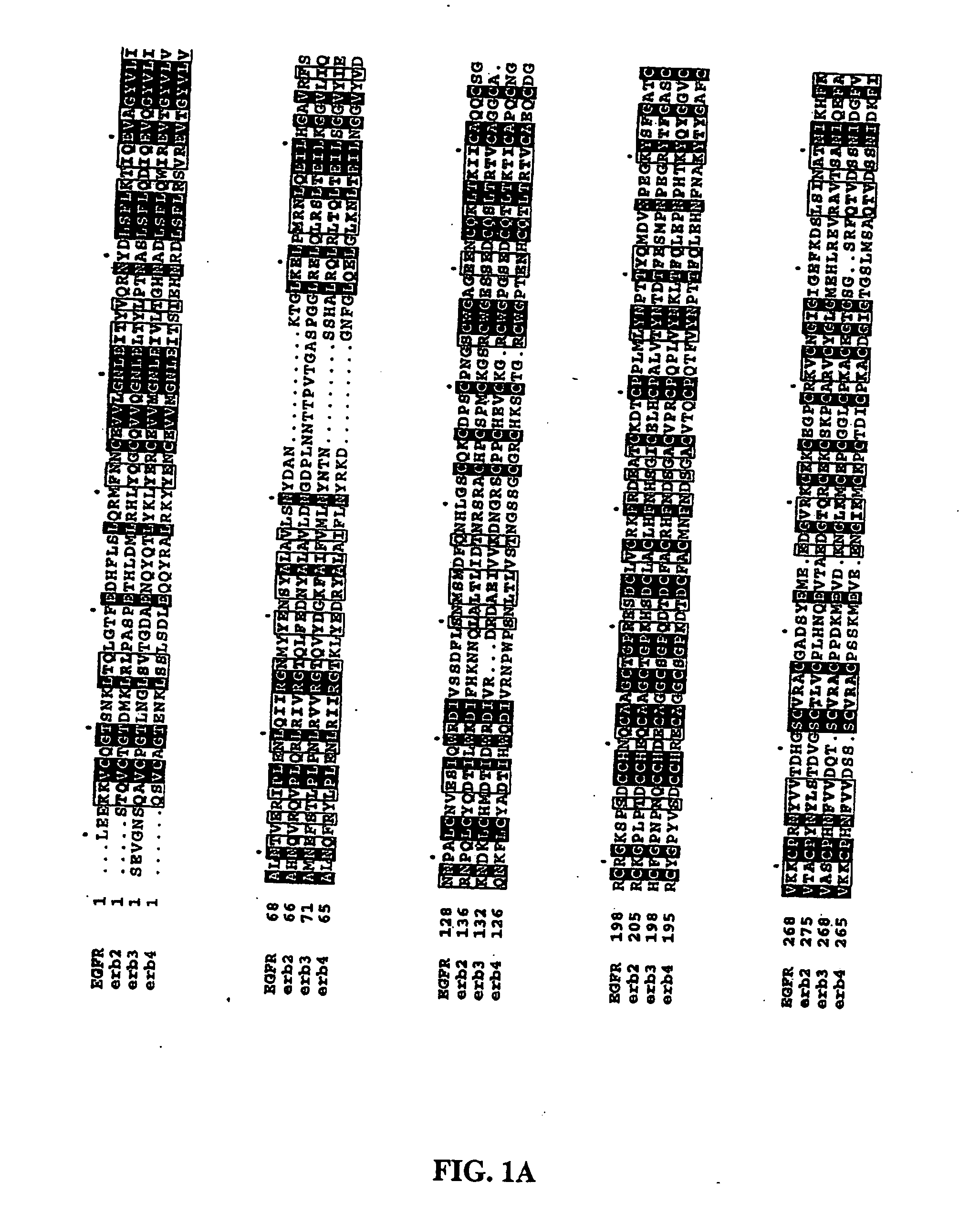 Truncated EGF receptor