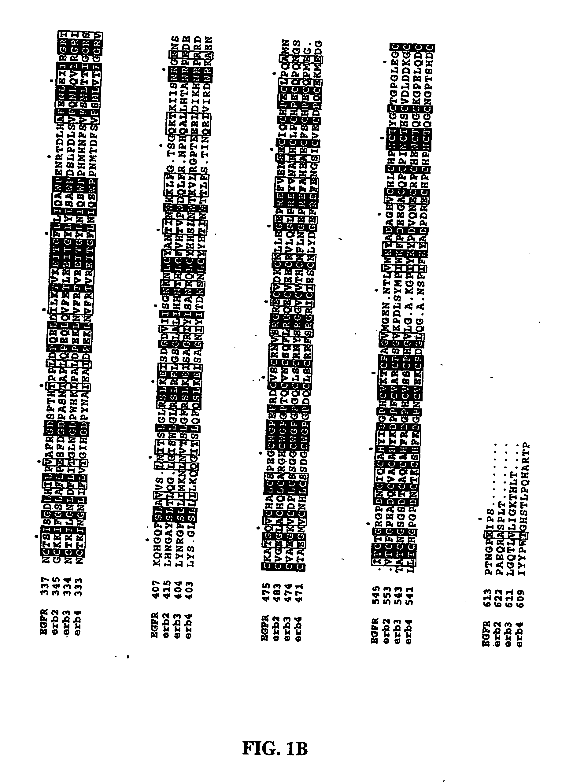 Truncated EGF receptor