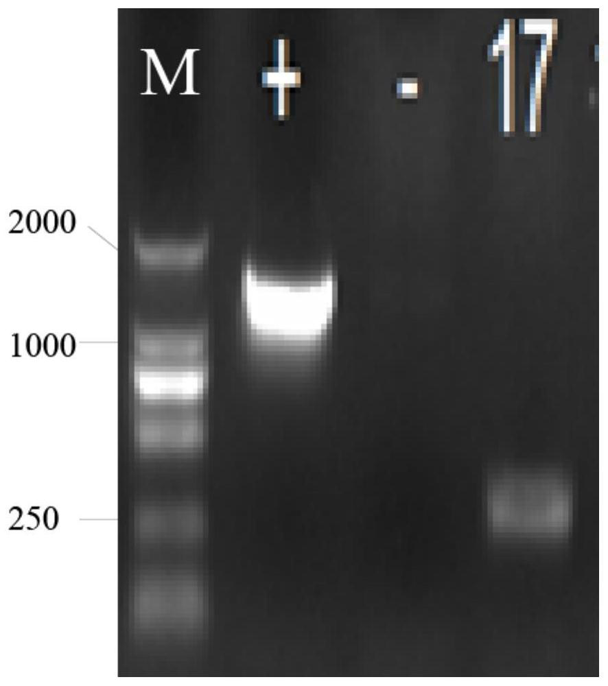 Construction and application of an engineered strain of Escherichia coli producing n-butyric acid