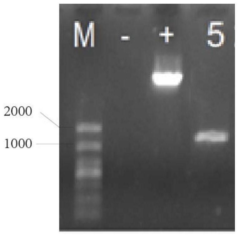 Construction and application of an engineered strain of Escherichia coli producing n-butyric acid