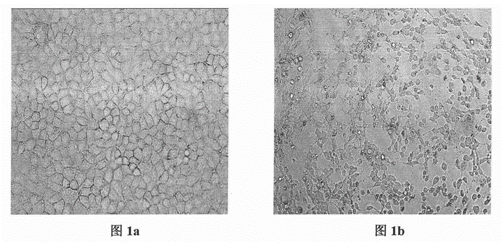 Method for proliferating influenza A viruses