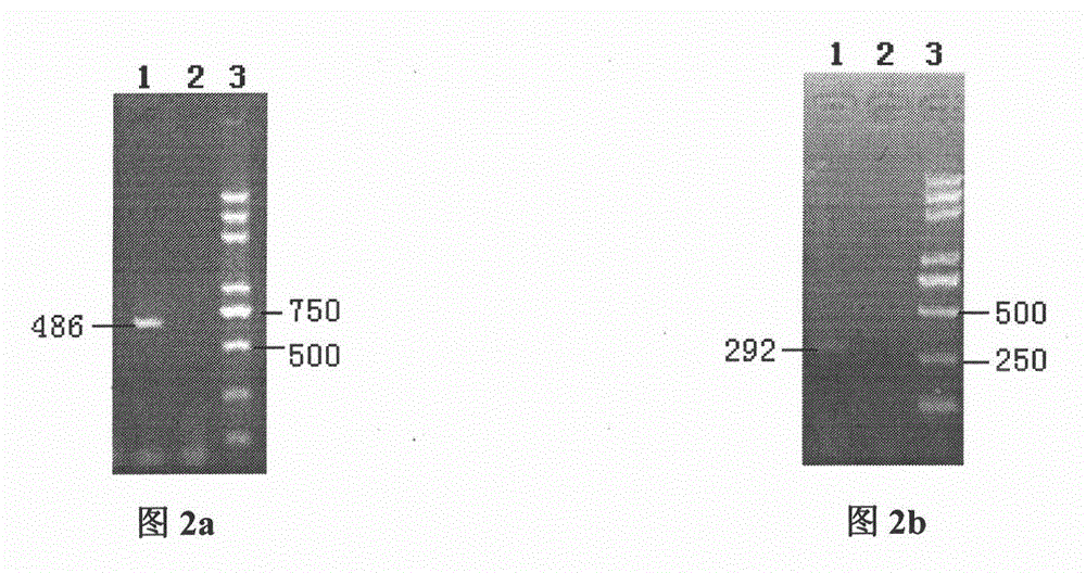 Method for proliferating influenza A viruses