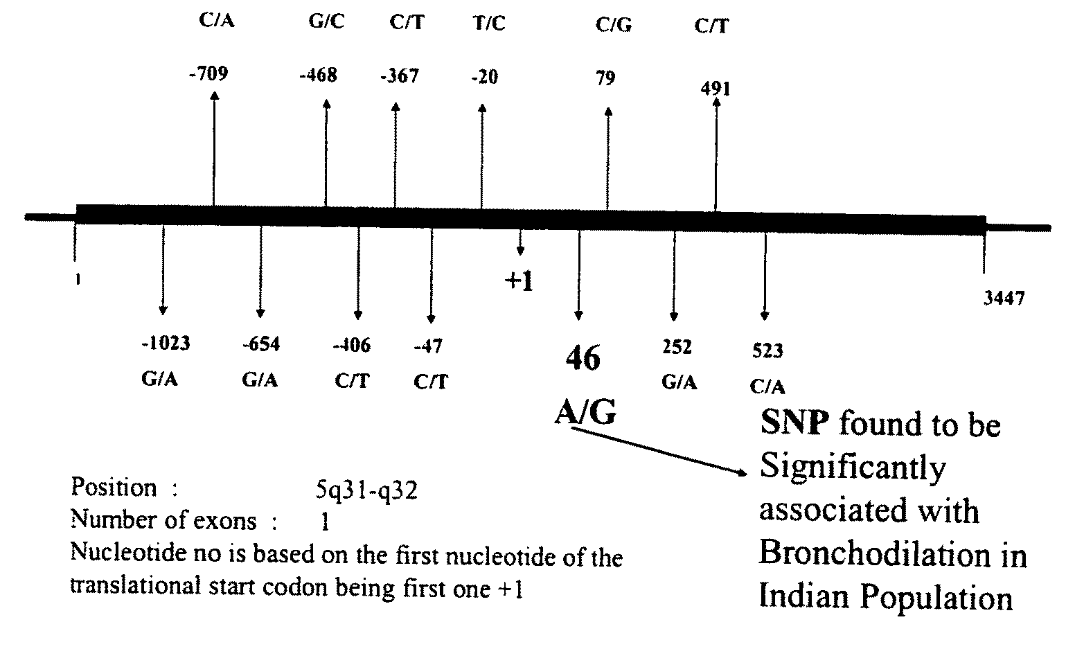 Method of detecting and predicting bronchodilatory response to beta agonist