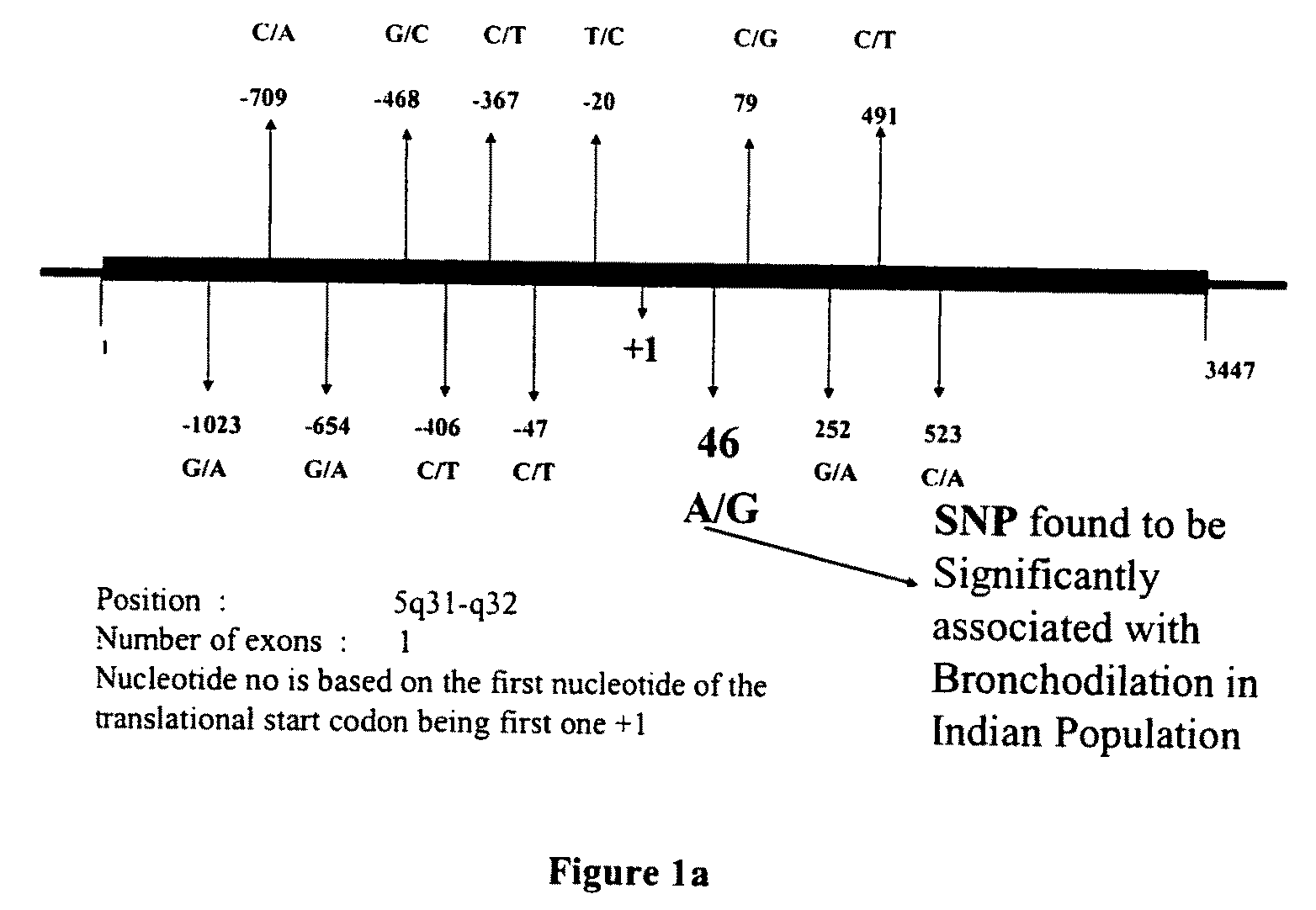 Method of detecting and predicting bronchodilatory response to beta agonist