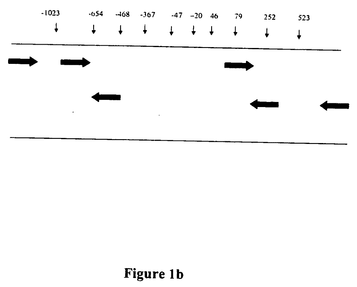 Method of detecting and predicting bronchodilatory response to beta agonist