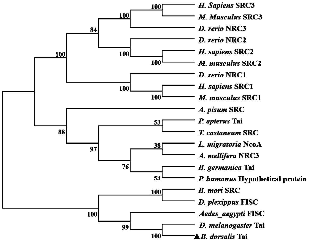 Bacteralis dorsalis taiman gene and its qrt-pcr detection method and its siRNA