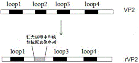 VP2 fusion gene, recombinant rabies virus rHEP-rVP2 strain and construction method and application of strain