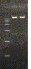 VP2 fusion gene, recombinant rabies virus rHEP-rVP2 strain and construction method and application of strain