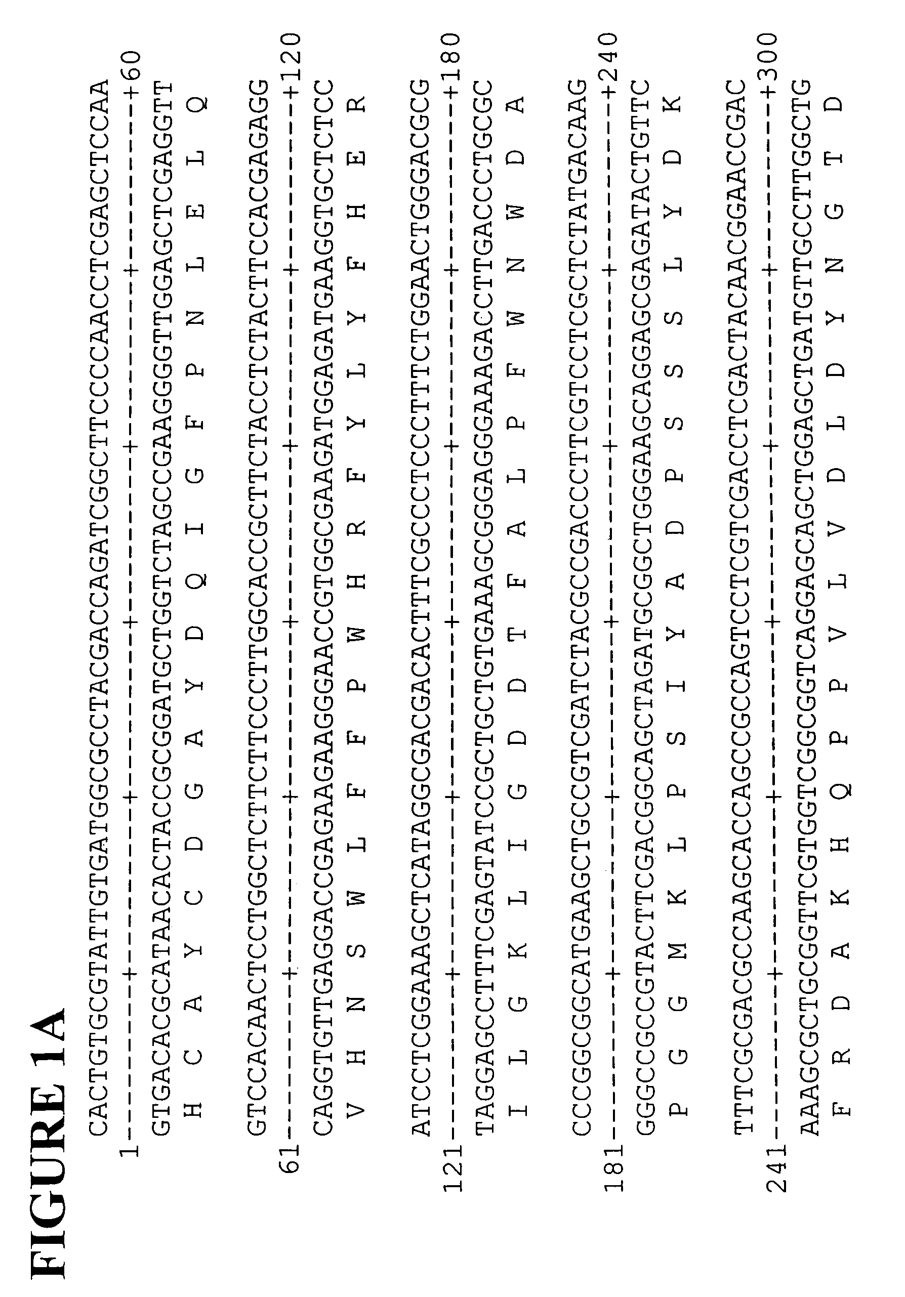 Polyphenol oxidase genes from lettuce