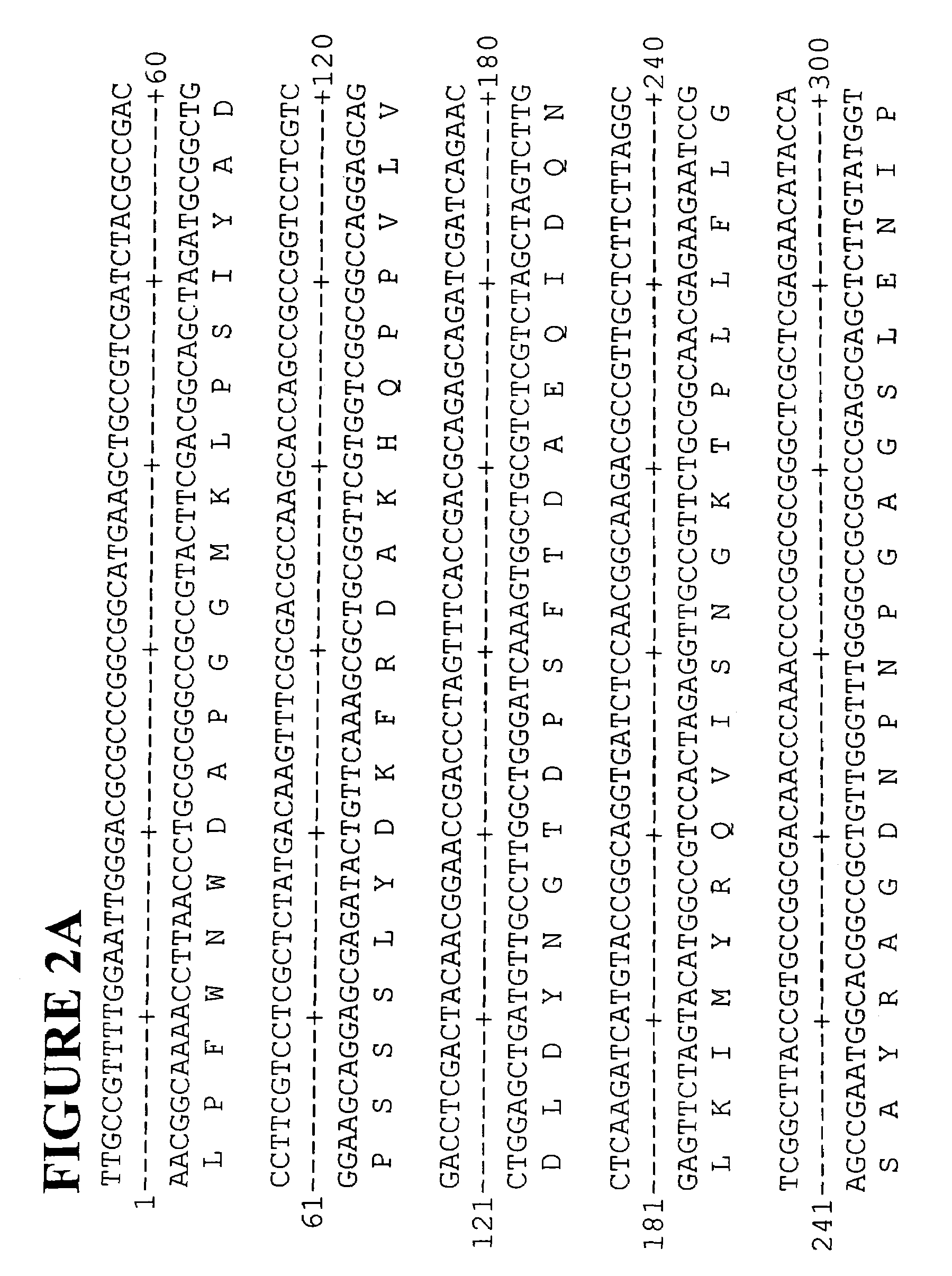 Polyphenol oxidase genes from lettuce