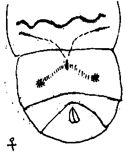 Artificial rearing method of hepialidae and feed composition of hepialidae larvae