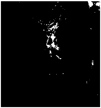 Artificial rearing method of hepialidae and feed composition of hepialidae larvae