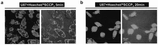 Targeted tumor stem cell marker CD133 stapled peptide and application thereof