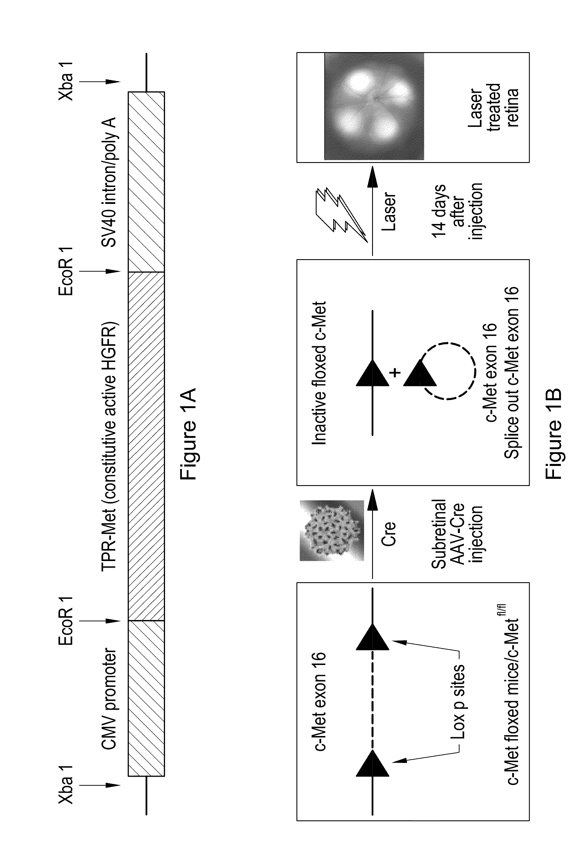 Treatment and prevention of retinal injury and scarring