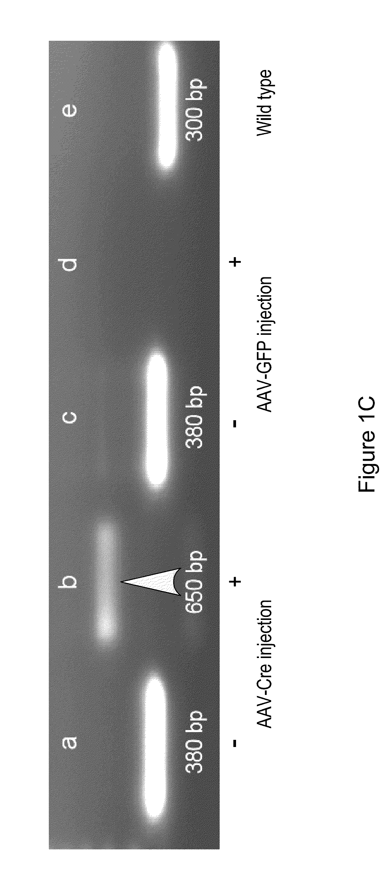 Treatment and prevention of retinal injury and scarring