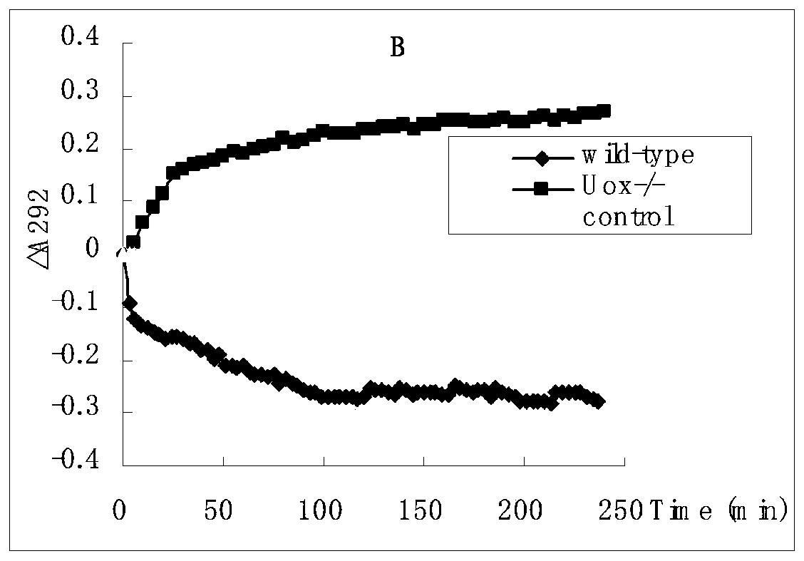 Hyperuricemia rat model and construction method thereof