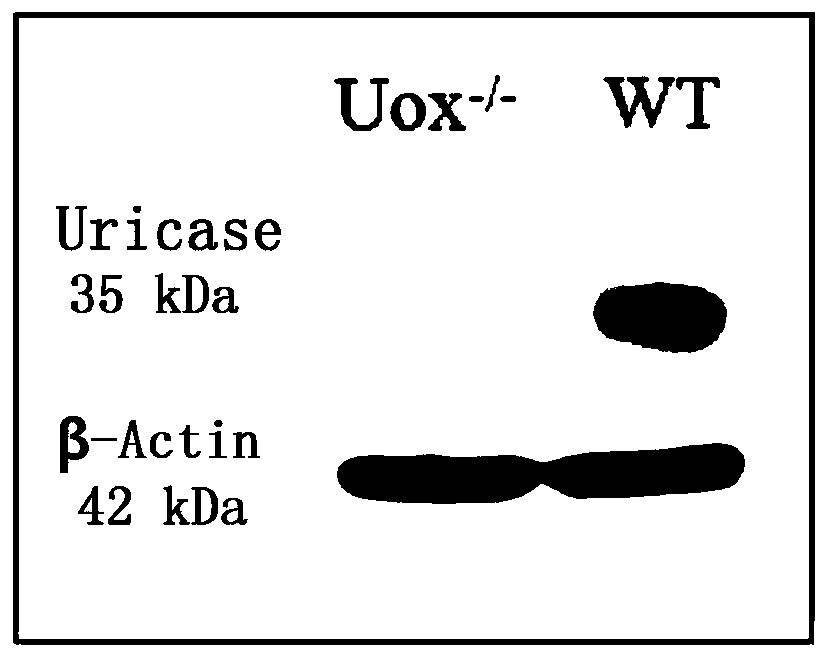 Hyperuricemia rat model and construction method thereof