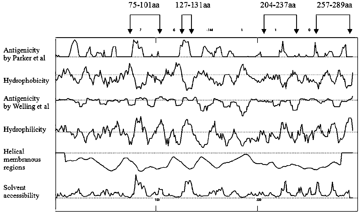 Preparation and application of echovirus type 6 vp1 protein-specific antigenic epitope and its fusion protein