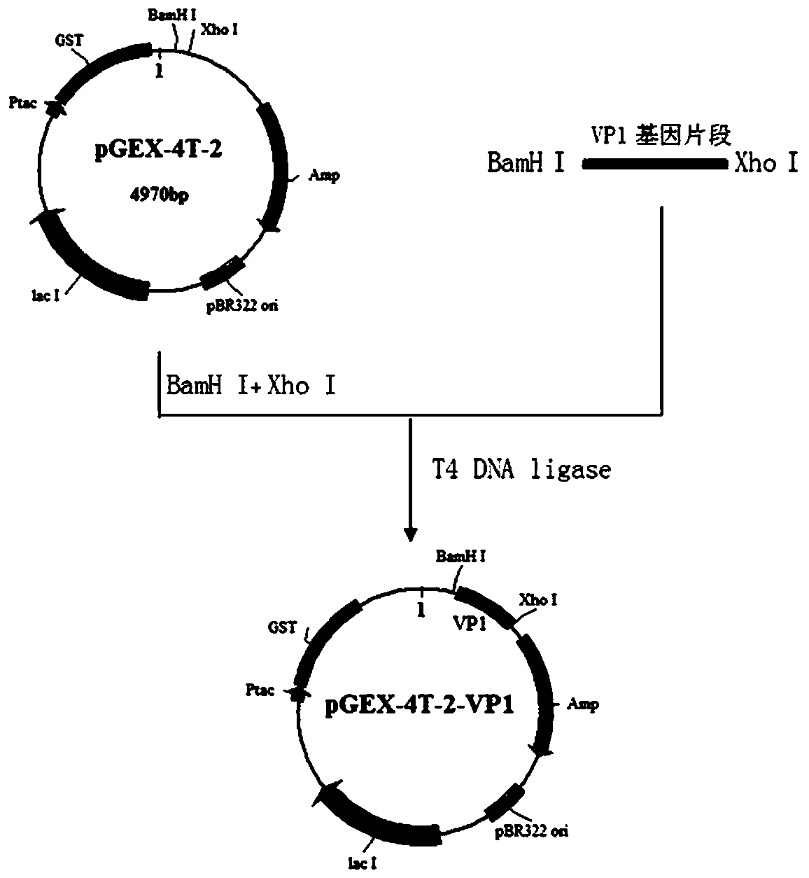 Preparation and application of echovirus type 6 vp1 protein-specific antigenic epitope and its fusion protein