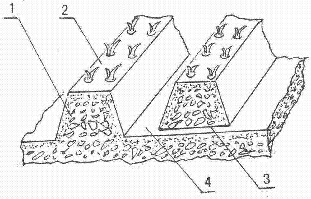 Efficient culture method of taro