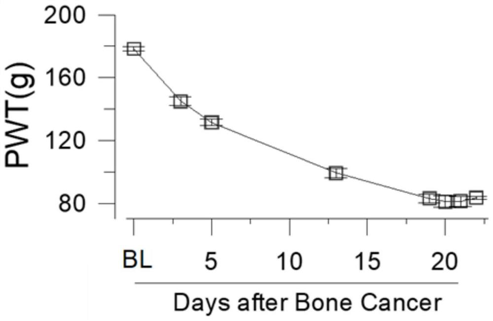 Polypeptide P10581 and application thereof in preparation of medicine for relieving bone cancer pain