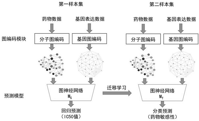 Drug sensitivity prediction method and device based on transfer learning and graph neural network