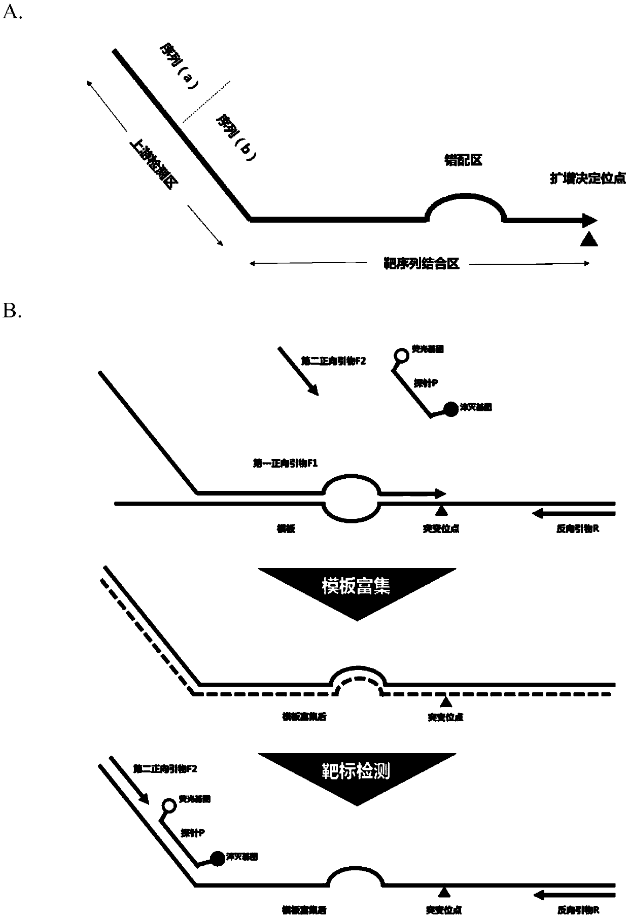 Primer used for detecting nucleotide sequence variation, composition thereof, and method