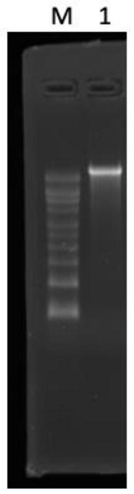 Nucleic acid for encoding SARS-CoV-2 virus spike protein and application of nucleic acid