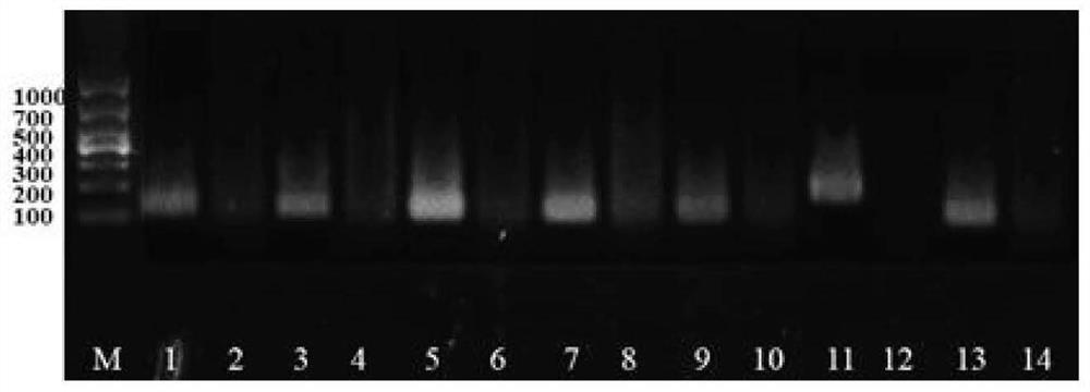 Primer probe group, kit and method for detecting G II type norovirus