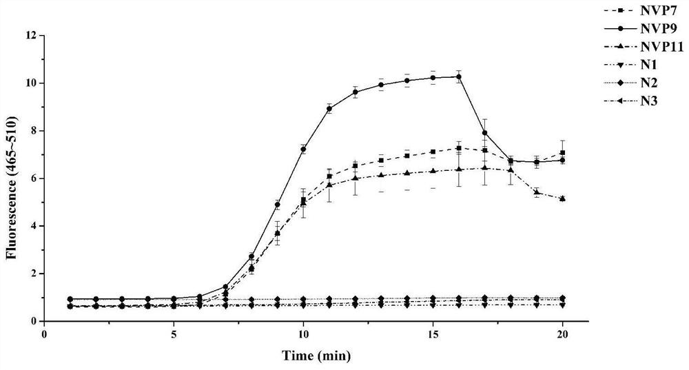 Primer probe group, kit and method for detecting G II type norovirus