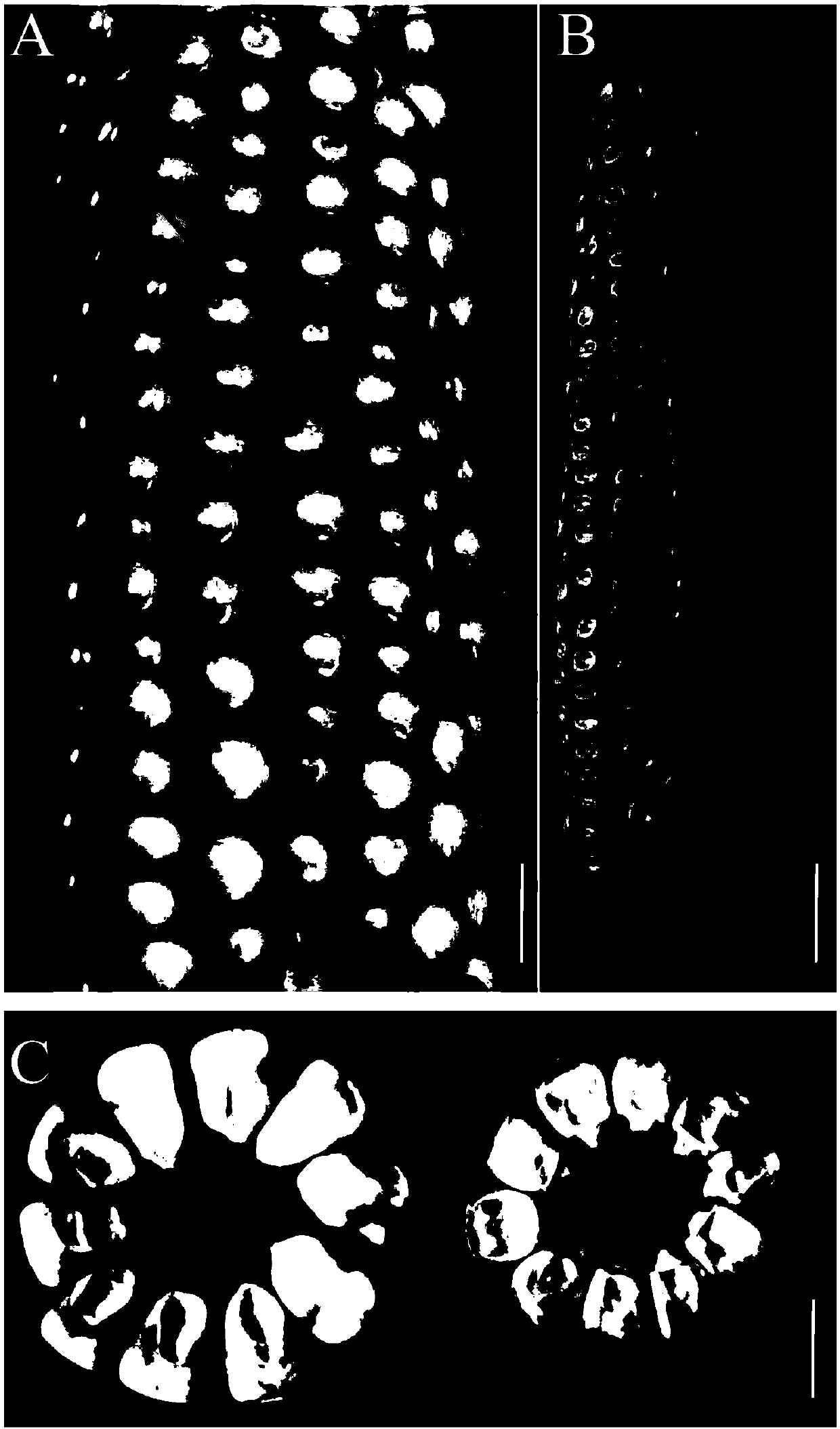 Maize small-grain mutant and application thereof