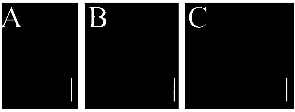 Maize small-grain mutant and application thereof