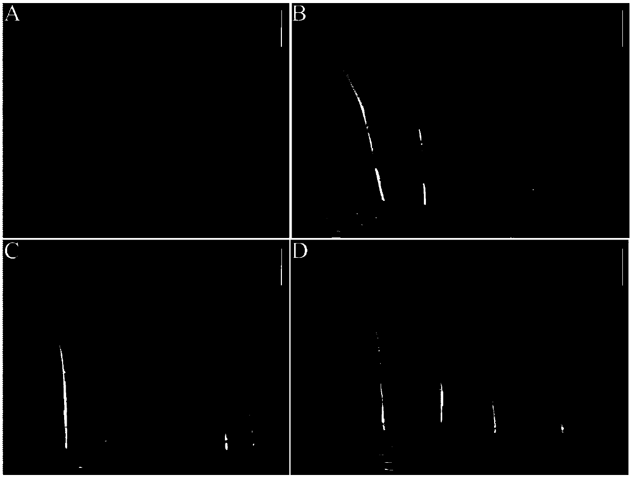 Maize small-grain mutant and application thereof