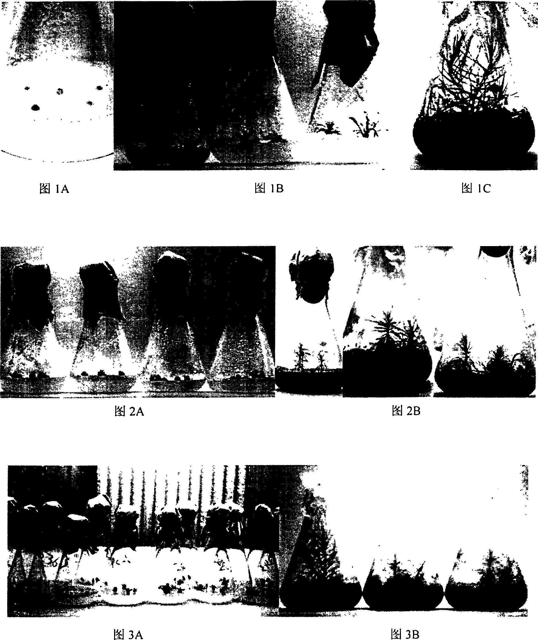 Stem inductive method for microbody reproduction of Japan dahurian larch