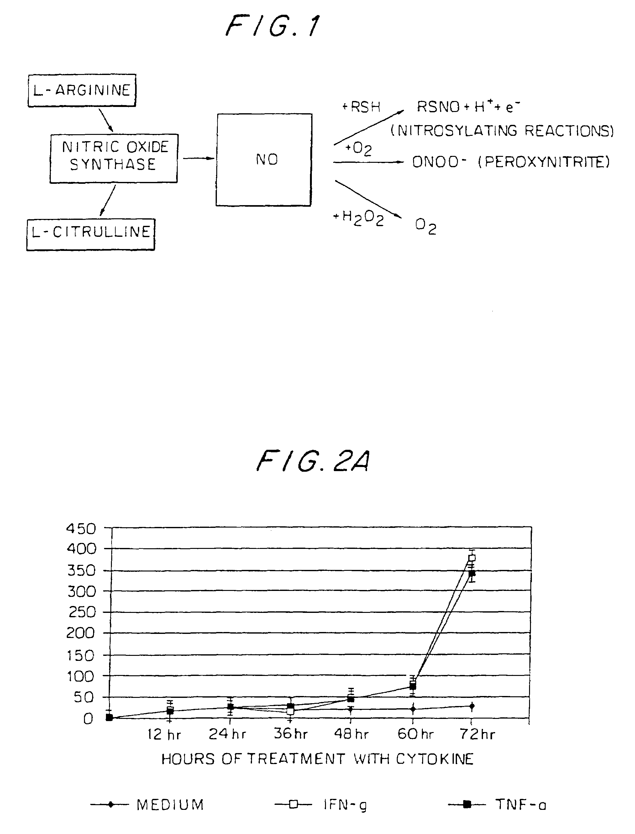 Method for increasing the permeability of the blood brain barrier