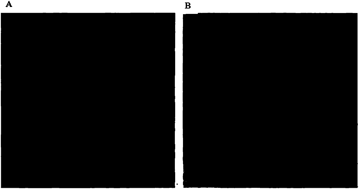 Method for preparing beta-carotene and beta-carotene product