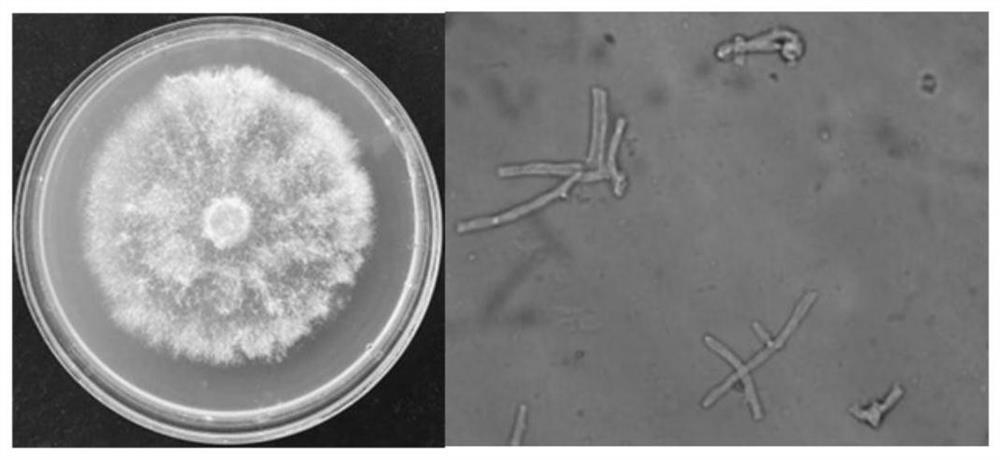 Irpex lacteus LL210, application thereof and biocontrol microbial agent