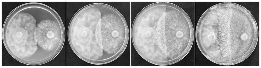 Irpex lacteus LL210, application thereof and biocontrol microbial agent